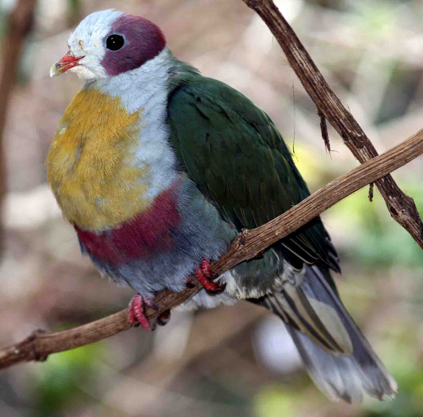 Ptilinopus occipitalis